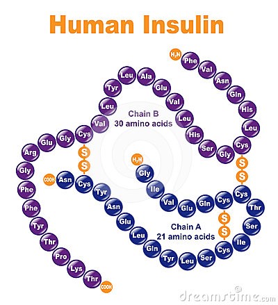 insulina péptido
