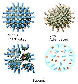 Tipos de vacunas