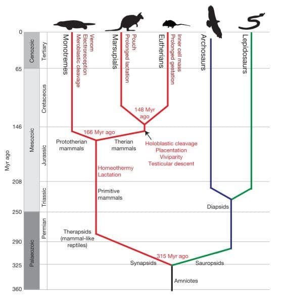 Aparición de rasgos a lo largo de millones de años en el linaje de los mamíferos. Tomado de https://www.ncbi.nlm.nih.gov/pmc/articles/PMC2803040/